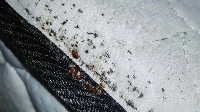 Ploštice na šve matraca — typický nález pri kontrole